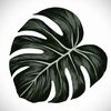 monstera_mash